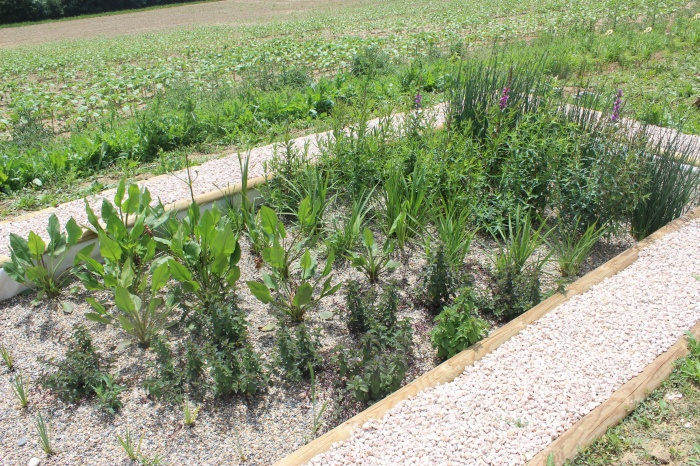 Construction d'une maison bioclimatique : maison-ecologique-phytoepuration-gers-4